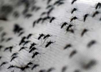 Carranza, indiferente ante combate al dengue.