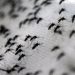 Carranza, indiferente ante combate al dengue.