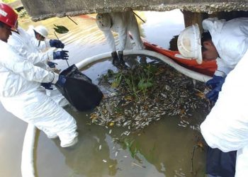 Mortandad de peces por derrame de PEMEX