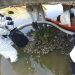 Mortandad de peces por derrame de PEMEX