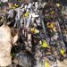*Queman cadáveres en el Semefo de Coatzacoalcos