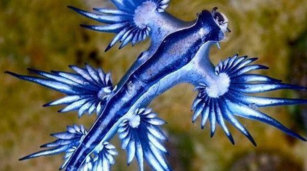 Dragones azules atemorizan a población en costa de Texas