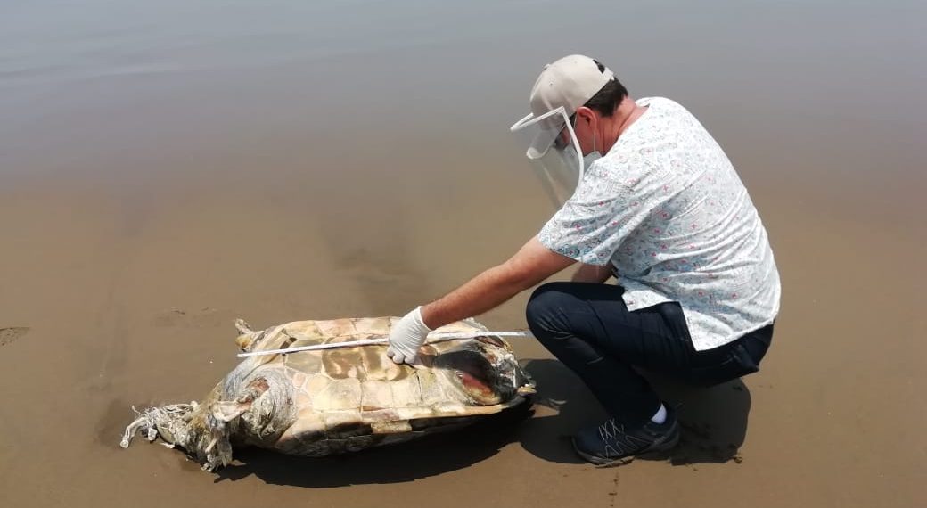 Hallan tortuga muerta en playas de Coatzacoalcos