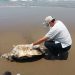 Hallan tortuga muerta en playas de Coatzacoalcos
