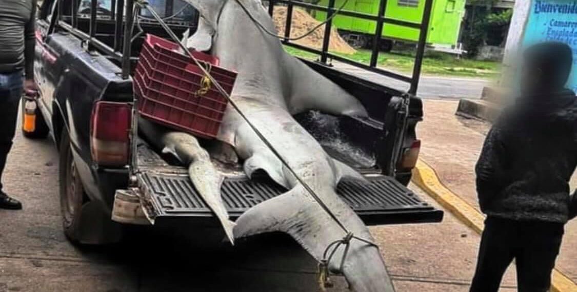 Capturan Tiburón en Jicacal lo harán minilla