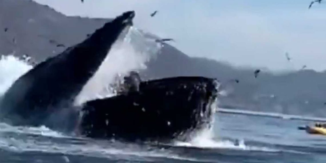 Video: ballena jorobada casi se traga a dos mujeres en California