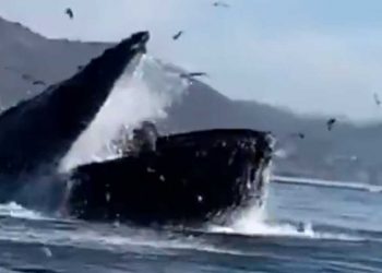 Video: ballena jorobada casi se traga a dos mujeres en California