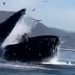 Video: ballena jorobada casi se traga a dos mujeres en California